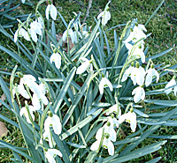 Snödroppe